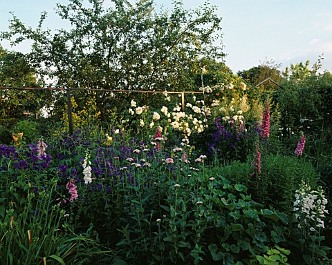 HALL_FARM__LINCOLNSHIRE_HERBACEOUS_BORDER_WITH_FOXGLOVES__ROSES_AND_LYCHNIS_CHALCEDONICA_PINK_FORM