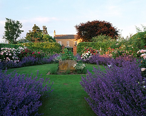 HALL_FARM__LINCOLNSHIRE_THE_ROSE_GARDEN_WITH_NEPETA_SIX_HILLS_GIANT_AND_THE_HOUSE_IN_THE_BACKGROUND