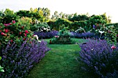 HALL FARM  LINCOLNSHIRE: THE ROSE GARDEN WITH NEPETA SIX HILLS GIANT