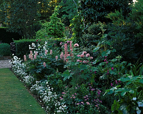 HALL_FARM__LINCOLNSHIRE_PINK_BORDER_WITH_LUPINS__PAPAVER_ORIENTALE_HELEN_ELIZABETH__HOLLYHOCKS_AND_E