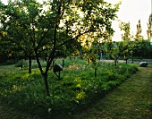 HALL FARM  LINCOLNSHIRE: THE ORCHARD IN THE EVENING WITH AN EMU SCULPTURE BY PAUL GIBBERD