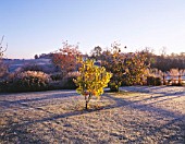 PETTIFERS  OXFORDSHIRE: THE LOWER LAWN IN WINTER FROST WITH CORYLUS RED ZELERNUT AND SORBUS JOSEPHS ROCK