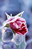 PETTIFERS  OXFORDSHIRE: FROSTED ROSE PROSPERO IN WINTER