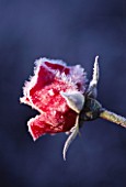 PETTIFERS  OXFORDSHIRE: CLOSE UP OF THE FROSTED FLOWER OF ROSE PROSPERO. WINTER