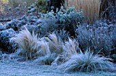 PETTIFERS  OXFORDSHIRE: FROSTY BORDER WITH STIPA TENUISSIMA  CALAMAGROSTIS KARL FOERSTER AND AGAPANTHUS