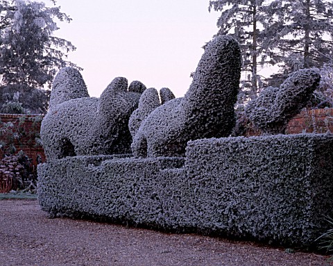 PARSONAGE__WORCESTERSHIRE_FROSTED_TOPIARY_HEDGE_BESIDE_THE_HOUSE_WINTER