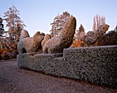 PARSONAGE  WORCESTERSHIRE: FROSTED TOPIARY HEDGE BESIDE THE HOUSE. WINTER