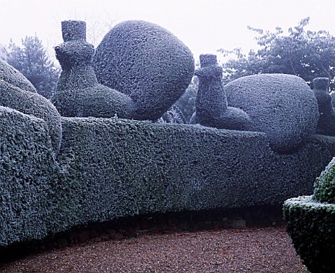 PARSONAGE__WORCESTERSHIRE_FROSTED_TOPIARY_HEDGE_BESIDE_THE_DRIVE_TOPPED_BY_PEACOCKS