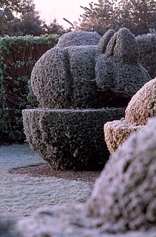 PARSONAGE__WORCESTERSHIRE_FROSTED_TOPIARY_ON_THE_LAWN_WINTER