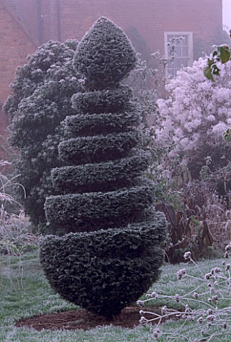 PARSONAGE__WORCESTERSHIRE_FROSTED_YEW_TOPIARY_SPIRAL__WINTER