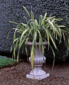 PARSONAGE  WORCESTERSHIRE: GREY URN PLANTED WITH PHORMIUM BESIDE YEW TOPIARY HEDGE. WINTER