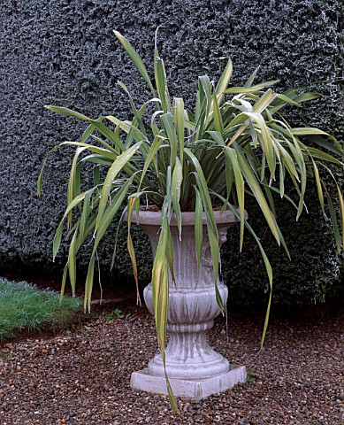 PARSONAGE__WORCESTERSHIRE_GREY_URN_PLANTED_WITH_PHORMIUM_BESIDE_YEW_TOPIARY_HEDGE_WINTER