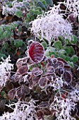 PARSONAGE  WORCESTERSHIRE: FROSTY LEAVES OF COTINUS IN WINTER