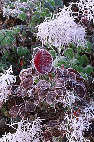 PARSONAGE__WORCESTERSHIRE_FROSTY_LEAVES_OF_COTINUS_IN_WINTER