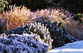 GARDEN DESIGNED BY DUNCAN HEATHER: FROSTY BORDER WITH EUPHORBIAS AND GRASSES