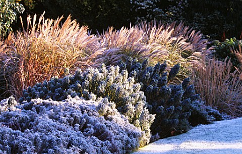 GARDEN_DESIGNED_BY_DUNCAN_HEATHER_FROSTY_BORDER_WITH_EUPHORBIAS_AND_GRASSES