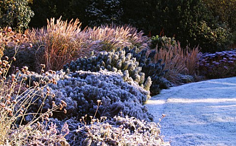 GARDEN_DESIGNED_BY_DUNCAN_HEATHER_FROSTY_BORDER_WITH_EUPHORBIAS_AND_GRASSES