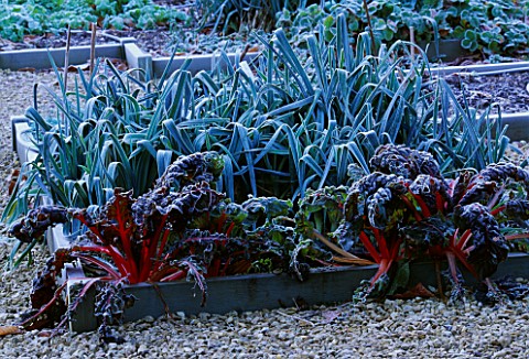 GARDEN_DESIGNED_BY_DUNCAN_HEATHER_THE_POTAGER_IN_WINTER_IN_FROST_WITH_LEEKS_AND_RUBY_CHARD
