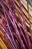 WINDRUSH WILLOW: RED STEMMED WILLOWS