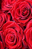 RED ROSES. RICH  ROMANTIC  VALENTINE  ROMANCE