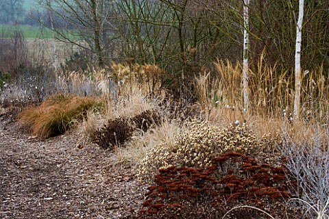 WINTER_BORDER_AT_LADY_FARM__SOMERSET__WITH_BETULA_BARK___GRASSES_AND_SEED_HEADS