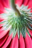 CLOSE-UP OF THE BACK OF A RED GERBERA