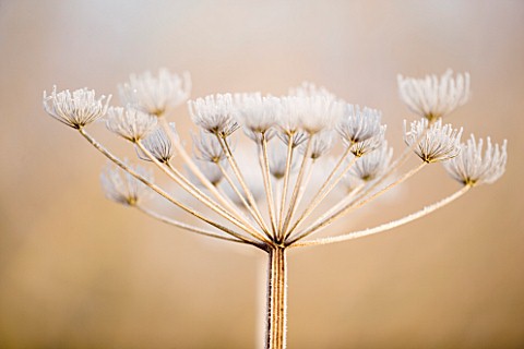 WINTER_SEED_HEAD_OF_UMBELLIFER_IN_FROST