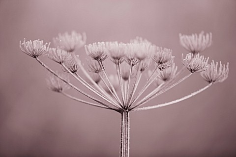 SEPIA_TONE_IMAGE_OF_WINTER_SEED_HEAD_OF_UMBELLIEFR_IN_FROST