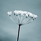 DUOTONE IMAGE OF WINTER SEED HEAD OF UMBELLIFER IN FROST