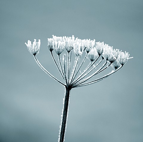 DUOTONE_IMAGE_OF_WINTER_SEED_HEAD_OF_UMBELLIFER_IN_FROST