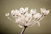 WINTER SEED HEAD OF UMBELLIFER IN FROST