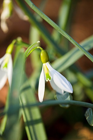 UNNAMED_SNOWDROP_GALANTHUS_WOODCHIPPINGS__NORTHANTS_FRESH__GREEN__WHITE_FLOWER