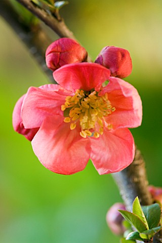 CHAENOMELES_X_SUPERBA_PINK_LADY_JAPANESE_QUINCE
