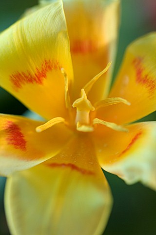CLOSE_UP_OF_THE_FLOWER_OF_TULIP_GLUCK