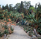 VIEW ALONG PATH WITH ALOES AND CACTUS. LA MORTOLA GARDEN  ITALY