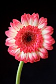 RED AND WHITE GERBERA AGAINST BLACK BACKGROUND