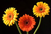 ORANGE AND YELLOW GERBERAS AGAINST BLACK BACKGROUND