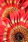 RED AND GOLD GERBERAS