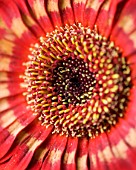 RED AND GOLD GERBERA