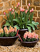 RICKYARD BARN  NORTHAMPTONSHIRE: COPPER CONTAINERS IN GRAVEL COURTYARD PLANTED WITH HYACINTH GIPSY QUEEN AND TULIP APRICOT IMPRESSION