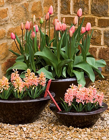 RICKYARD_BARN__NORTHAMPTONSHIRE_COPPER_CONTAINERS_IN_GRAVEL_COURTYARD_PLANTED_WITH_HYACINTH_GIPSY_QU