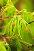EMERGING LEAVES AND YOUNG SPRING GROWTH OF ACER PALMATUM VAR DISSECTUM VIRIDE GROUP