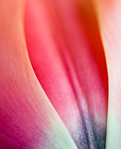 CLOSE_UP_OF_FLOWER_OF_TULIP_APRICOT_IMPRESSION