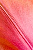 CLOSE UP OF FLOWER OF TULIP APRICOT IMPRESSION