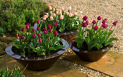 RICKYARD_BARN__NORTHAMPTONSHIRE_COPPER_CONTAINERS_IN_SPRING_PLANTED_WITH_TULIP_APRICOT_BEAUTY_AND_TU
