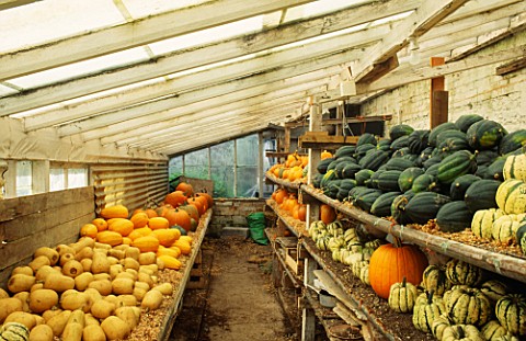 ONE_OF_THE_UPTONS_GREENHOUSES_CRAMMED_FULL_OF_PUMPKINS_AND_SQUASHES