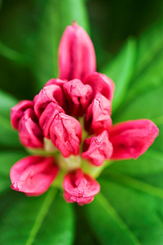 EMERGING_BUDS_OF_RHODODENDRON_COSMOPOLITAN