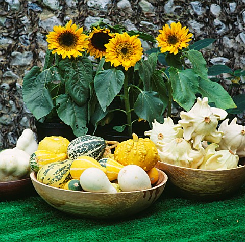 DWARF_SUNFLOWERS_STAND_BEHIND_BOWLS_OF_CROWN_OF_THORNS_GOURDS__MIXED_ORNAMENTAL_GOURDS_AND_PATTY_PAN