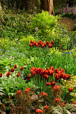 PETTIFERS_GARDEN__OXFORDSHIRE_SPRING_BORDER_WITH_TULIP_ABU_HASSAN_AND_EUPHORBIA_FERN_COTTAGE