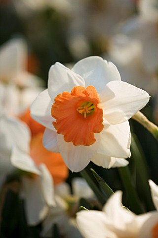 NARCISSUS_CHROMACOLOR